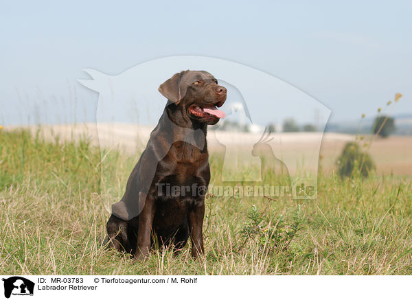 Labrador Retriever / MR-03783