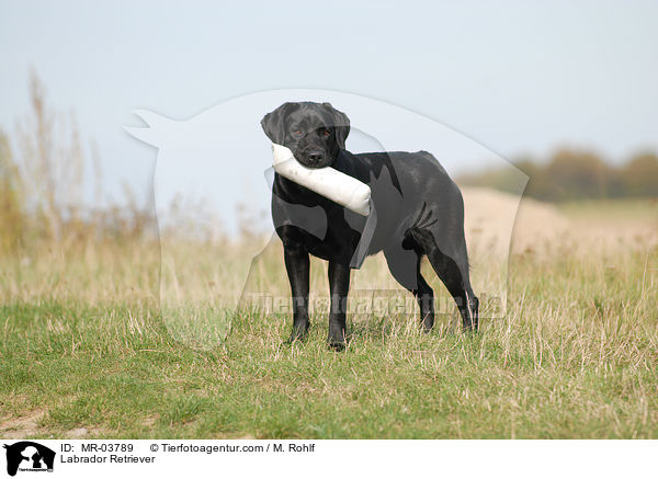 Labrador Retriever / MR-03789