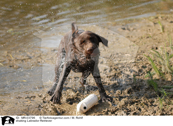 shaking Labrador Retriever / MR-03796