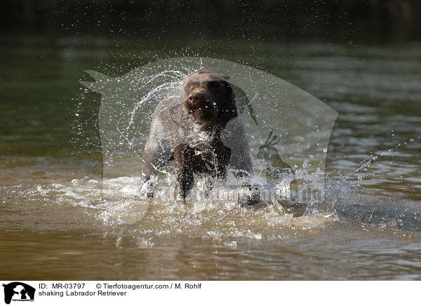 shaking Labrador Retriever / MR-03797