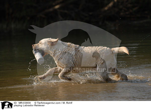 playing Labrador Retriever / MR-03809