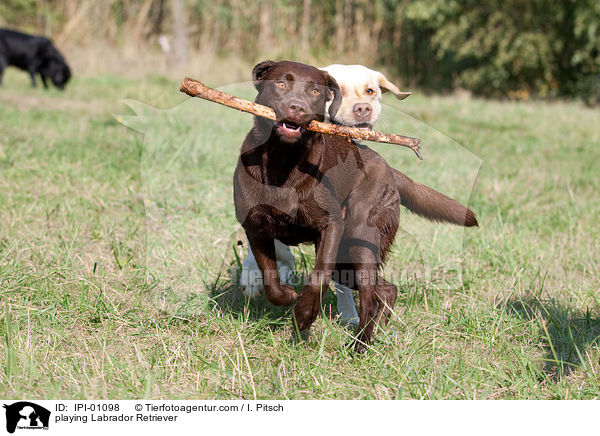playing Labrador Retriever / IPI-01098