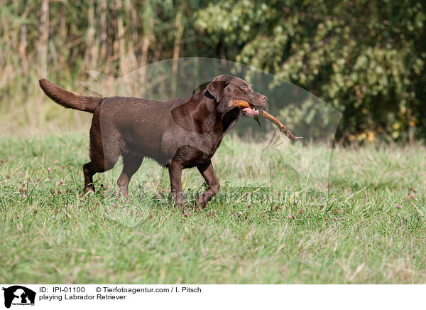 playing Labrador Retriever / IPI-01100