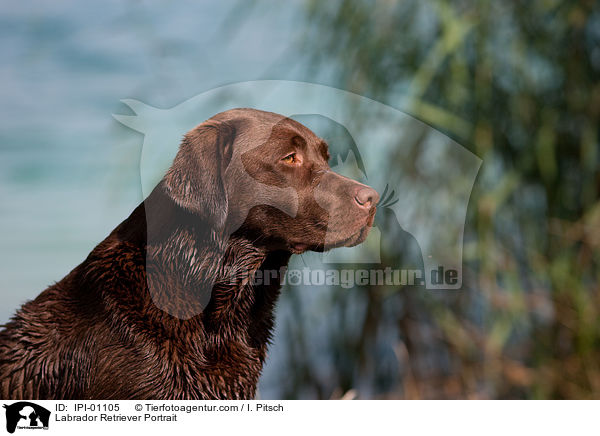 Labrador Retriever Portrait / IPI-01105