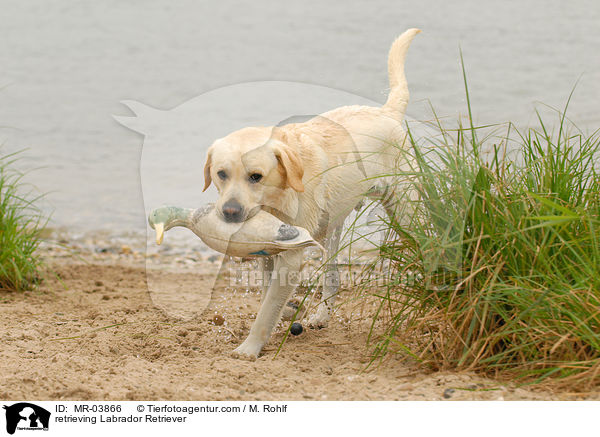 retrieving Labrador Retriever / MR-03866
