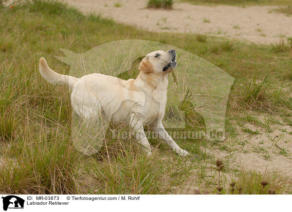 Labrador Retriever / Labrador Retriever / MR-03873