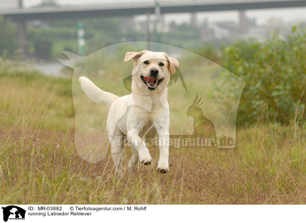 running Labrador Retriever / MR-03882
