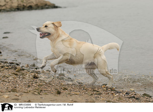 rennender Labrador Retriever / running Labrador Retriever / MR-03886