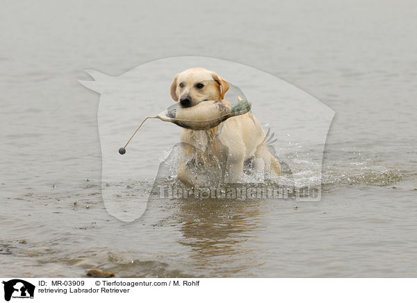 retrieving Labrador Retriever / MR-03909
