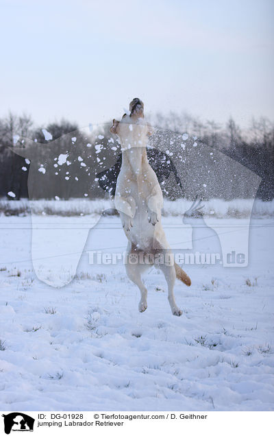 springender Labrador Retriever / jumping Labrador Retriever / DG-01928