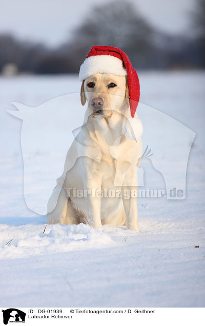 Labrador Retriever / Labrador Retriever / DG-01939