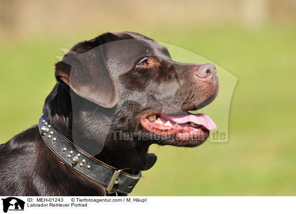 Labrador Retriever Portrait / MEH-01243