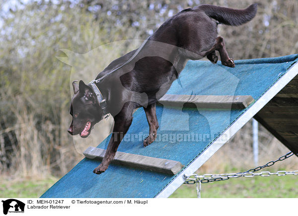 Labrador Retriever / MEH-01247