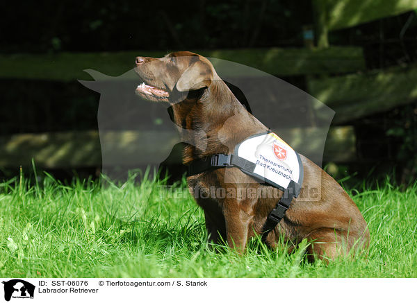 Labrador Retriever / Labrador Retriever / SST-06076