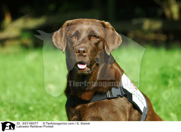 Labrador Retriever Portrait / Labrador Retriever Portrait / SST-06077
