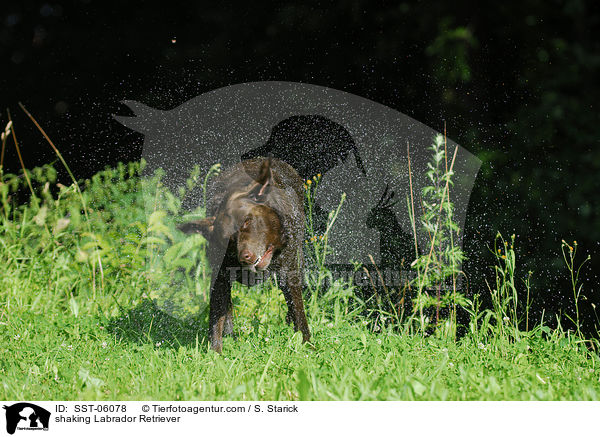 shaking Labrador Retriever / SST-06078