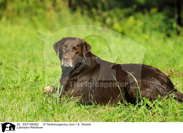 Labrador Retriever / SST-06082