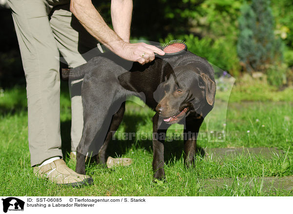 brushing a Labrador Retriever / SST-06085