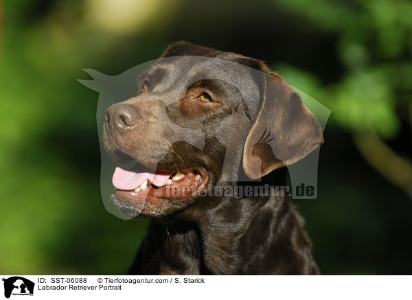 Labrador Retriever Portrait / SST-06088
