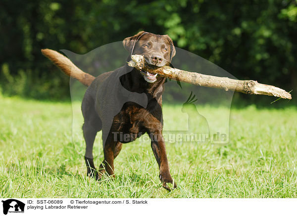 playing Labrador Retriever / SST-06089