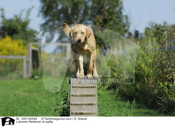 Labrador Retriever beim Agility / Labrador Retriever at agility / SST-06099