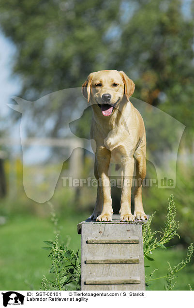 Labrador Retriever beim Agility / Labrador Retriever at agility / SST-06101