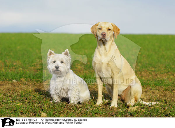 Labrador Retriever & West Highland White Terrier / Labrador Retriever & West Highland White Terrier / SST-06103