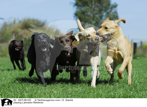 playing Labrador Retriever / SST-06120