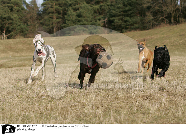 playing dogs / KL-03137