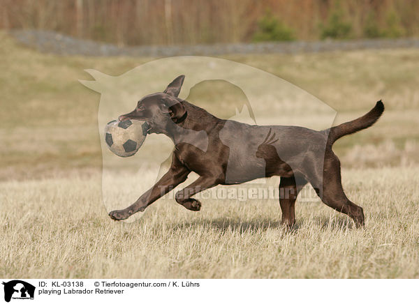 playing Labrador Retriever / KL-03138
