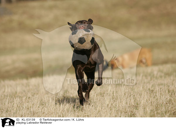 playing Labrador Retriever / KL-03139