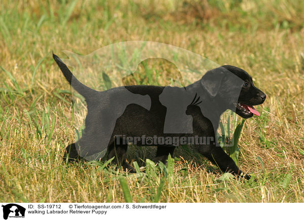 walking Labrador Retriever Puppy / SS-19712