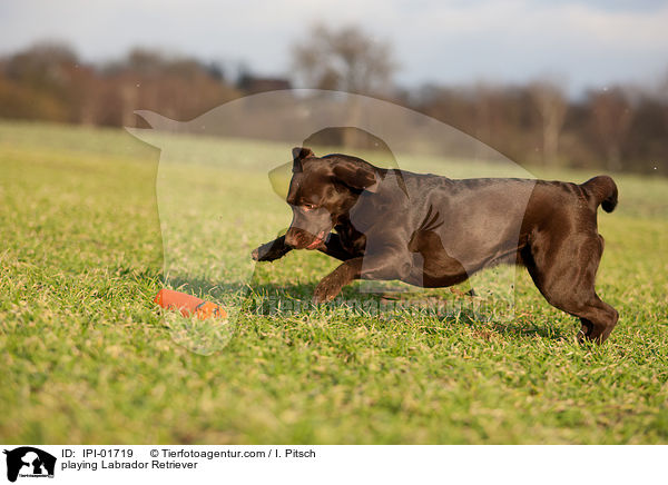 playing Labrador Retriever / IPI-01719