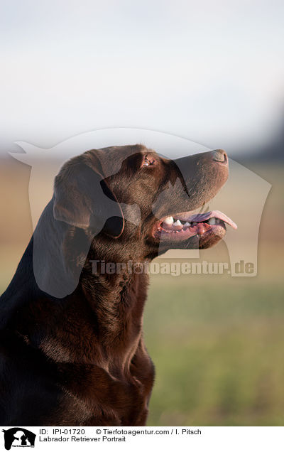 Labrador Retriever Portrait / IPI-01720