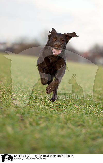 running Labrador Retriever / IPI-01721