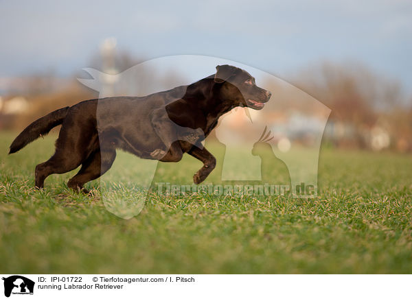 running Labrador Retriever / IPI-01722