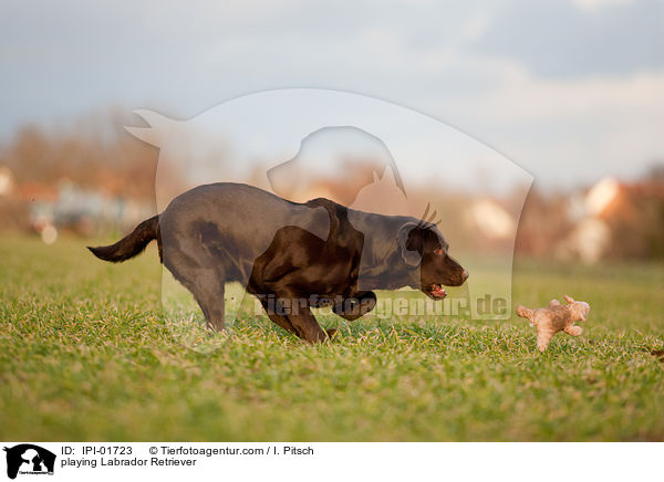 playing Labrador Retriever / IPI-01723