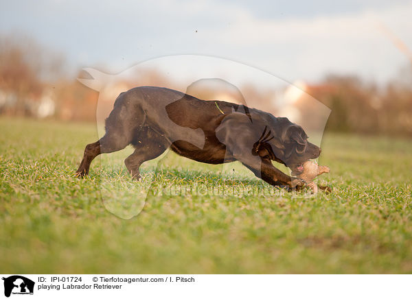 playing Labrador Retriever / IPI-01724