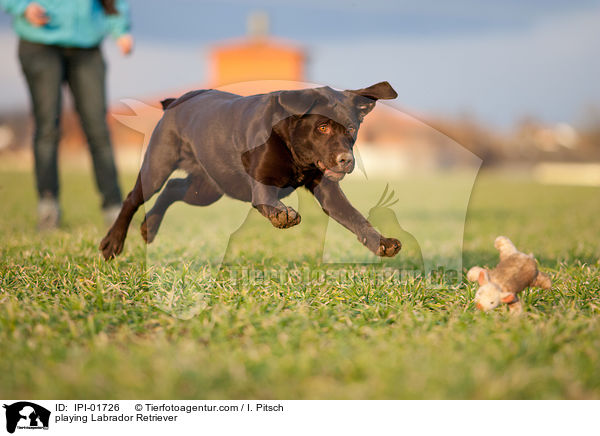 playing Labrador Retriever / IPI-01726