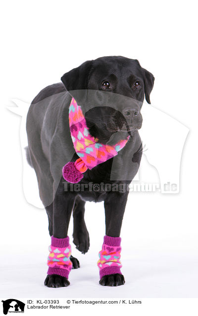 Labrador Retriever / Labrador Retriever / KL-03393