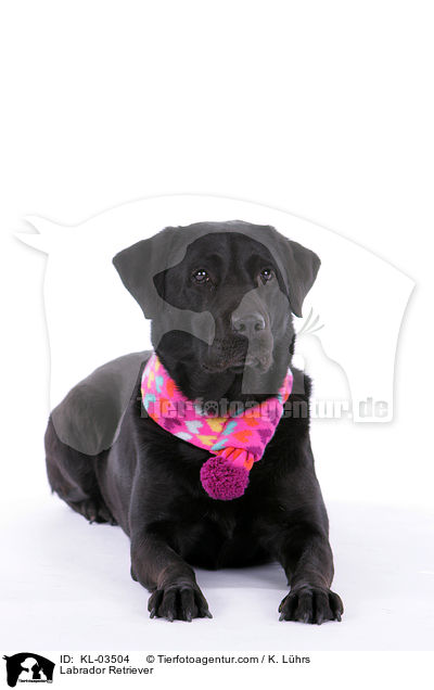 Labrador Retriever / Labrador Retriever / KL-03504