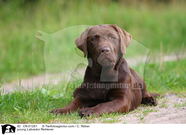 young Labrador Retriever / CR-01261
