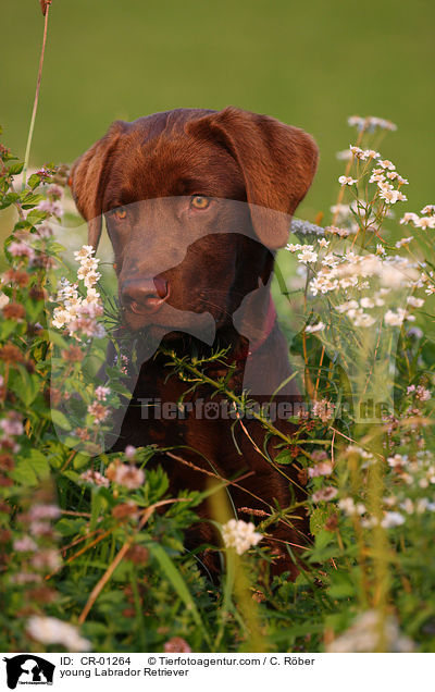 young Labrador Retriever / CR-01264