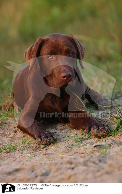 Labrador Retriever / CR-01273