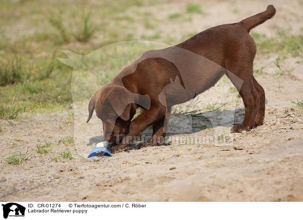 Labrador Retriever puppy / CR-01274