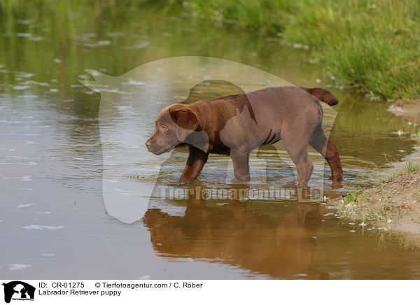 Labrador Retriever puppy / CR-01275