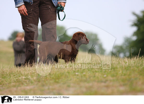 Labrador Retriever Welpe / Labrador Retriever puppy / CR-01283