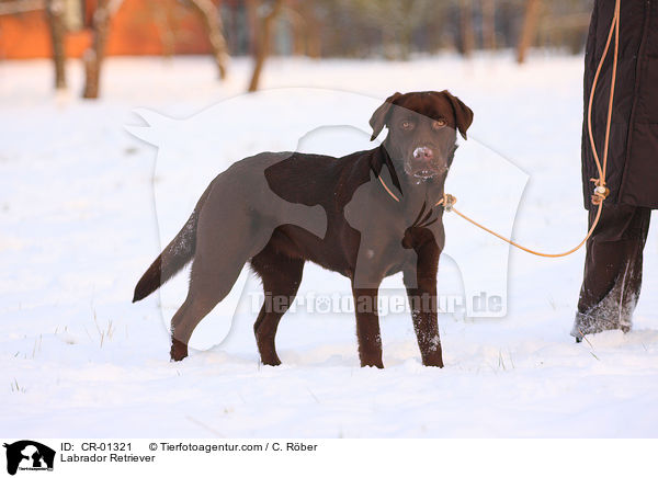Labrador Retriever / CR-01321