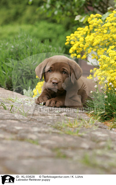 Labrador Retriever puppy / KL-03628