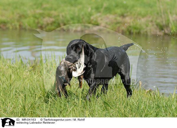 Labrador Retriever apportiert Ente / retrieving Labrador Retriever / MR-04163